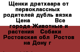 Щенки дратхаара от первоклассных  родителей(дубль вязка) › Цена ­ 22 000 - Все города Животные и растения » Собаки   . Ростовская обл.,Ростов-на-Дону г.